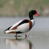 Water birds